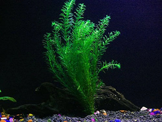 1 Anacharis Bunch - 4+ Stems | Egeria Densa - Beginner Tropical Live Aquarium Plant